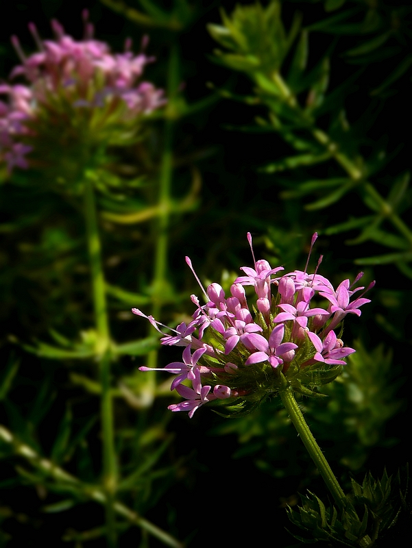 Caucasian Crosswort