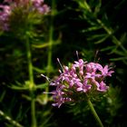 Caucasian Crosswort