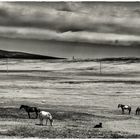 CAUCASUS: desert horses