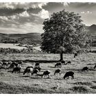 CAUCASUS: early morning