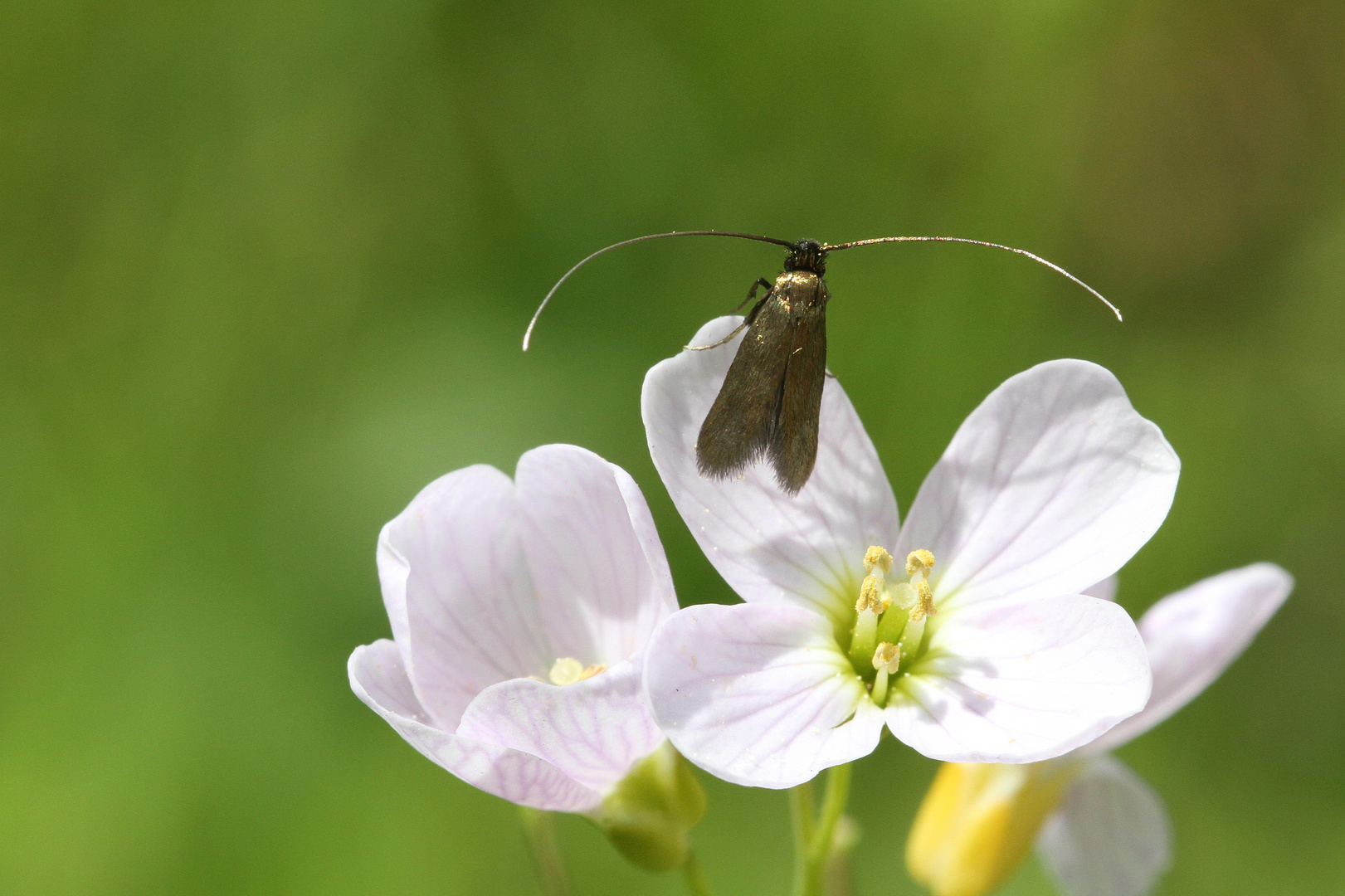 Cauchas rufimitrella