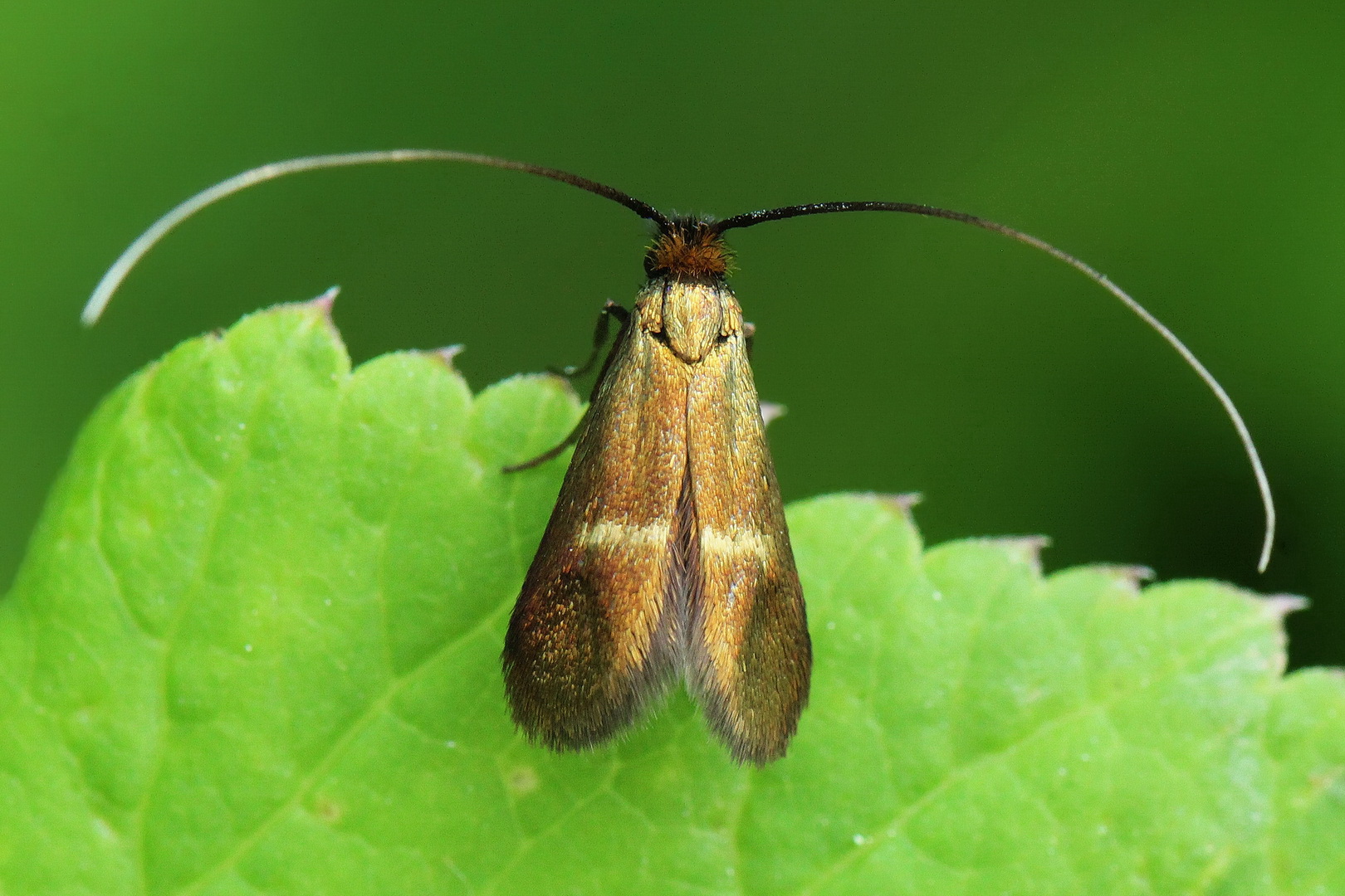 Cauchas rufimitrella