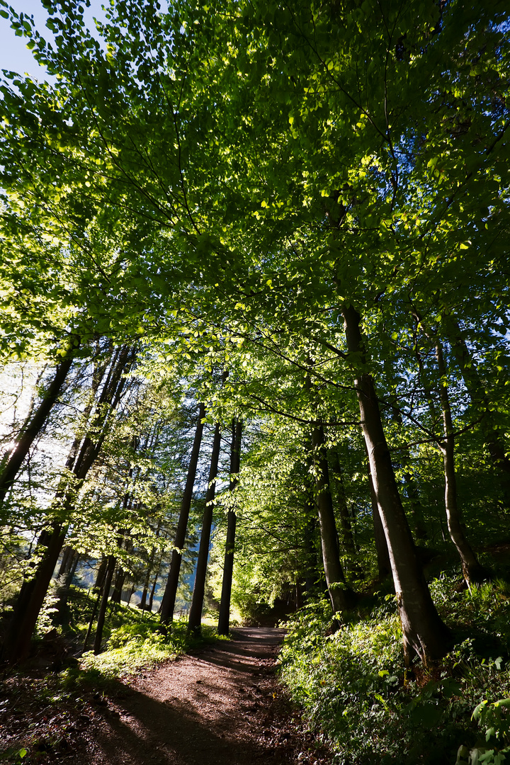 Cauchy's Forest (converging)