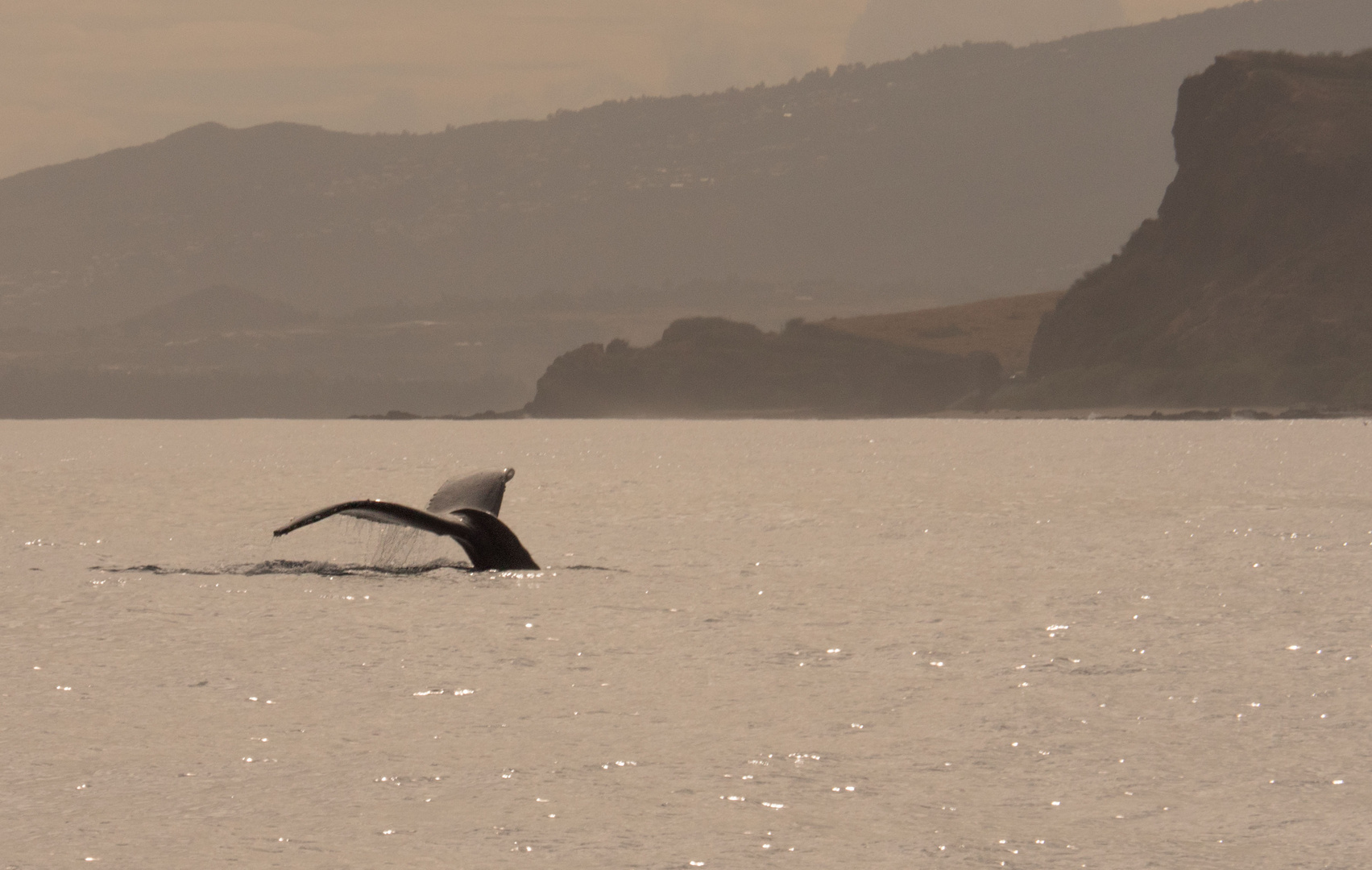 Caudale de baleine à bosses, Réunion