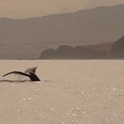 Caudale de baleine à bosses, Réunion