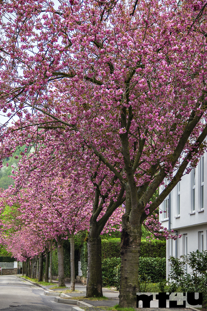 Cauerstraße