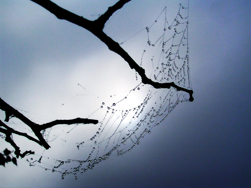 Caught by Branches, Web and Mist