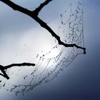 Caught by Branches, Web and Mist