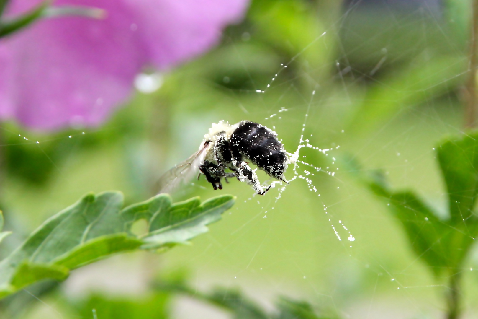 Caught in a Web