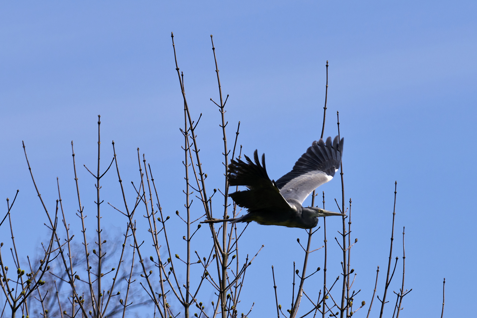 Caught in Flight