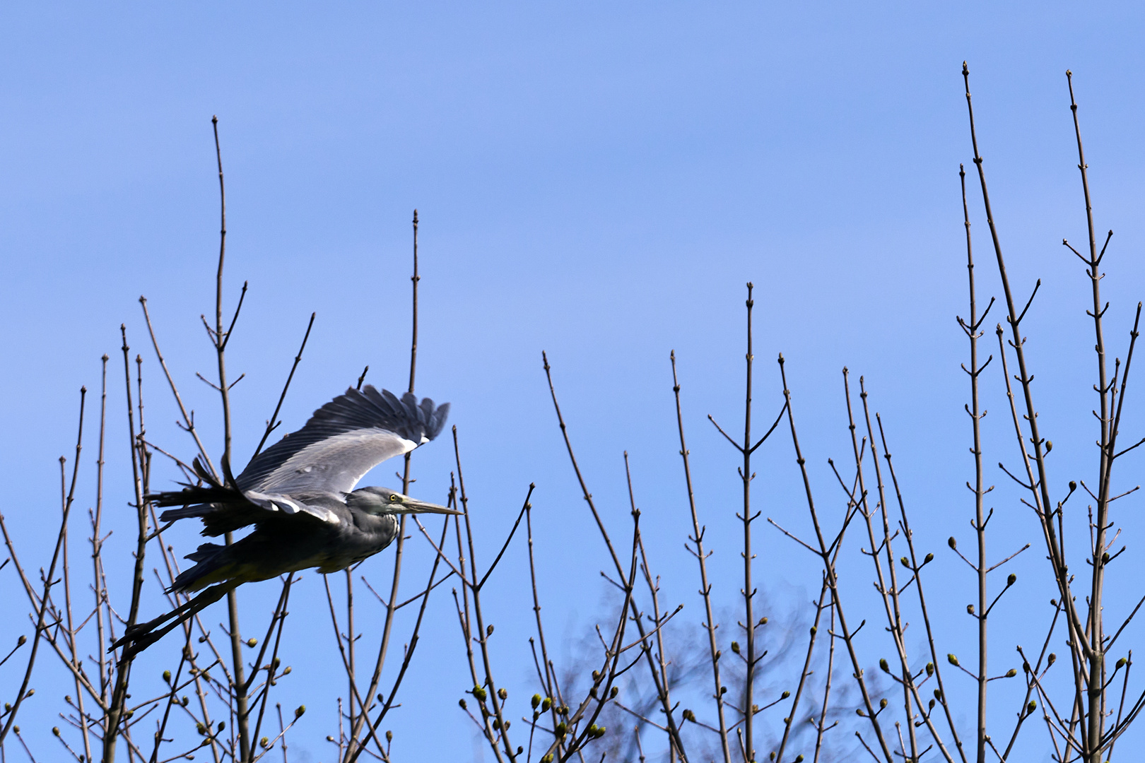 Caught in Flight