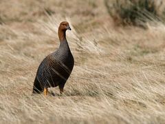 cauquén hembra (Chloephaga picta)