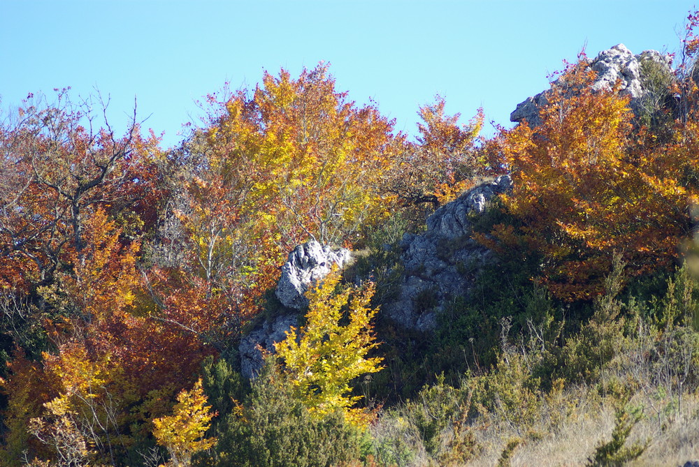 causse automnal!