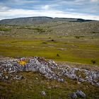 Causse Méjean