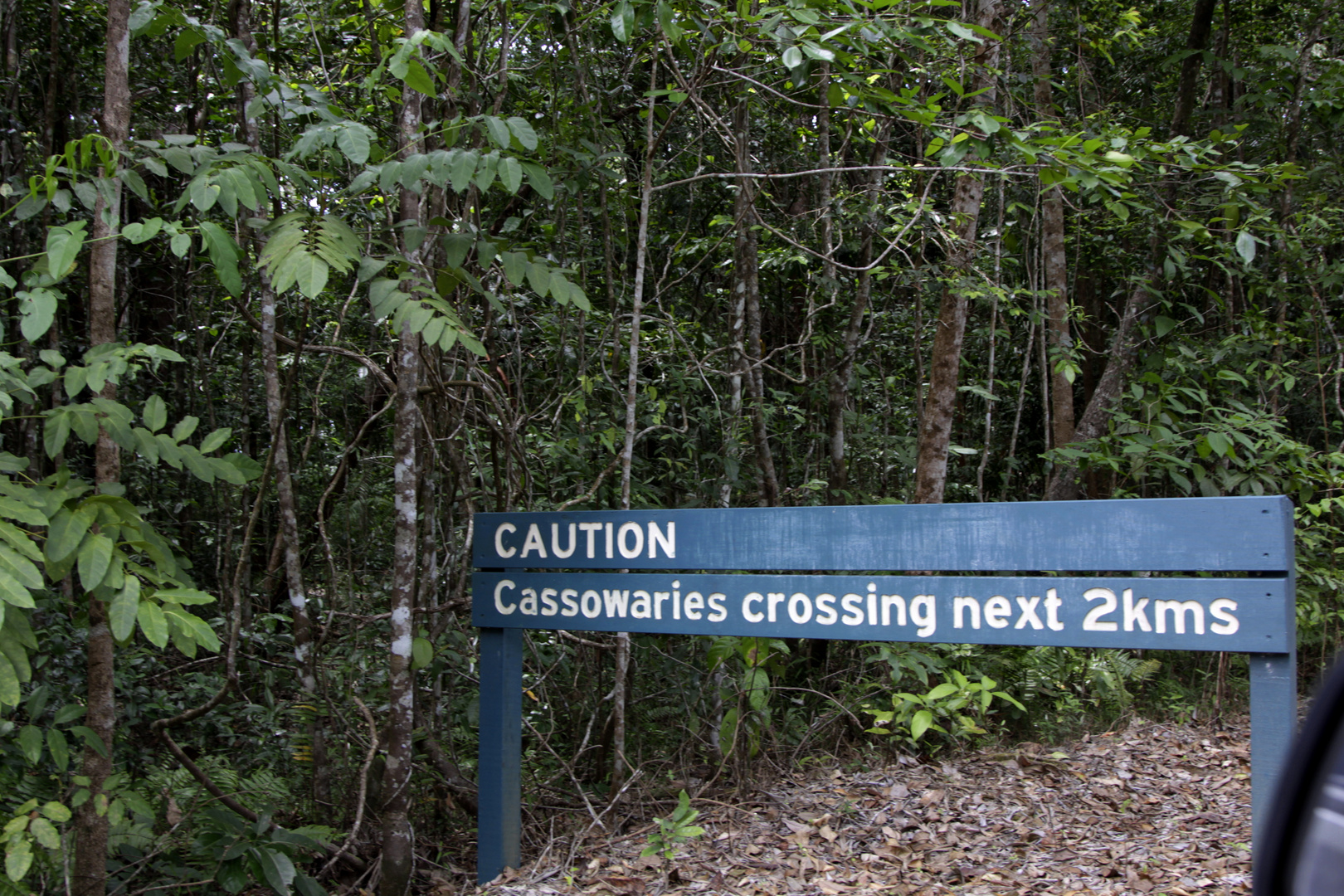 caution cassowaries crossing