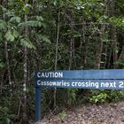 caution cassowaries crossing