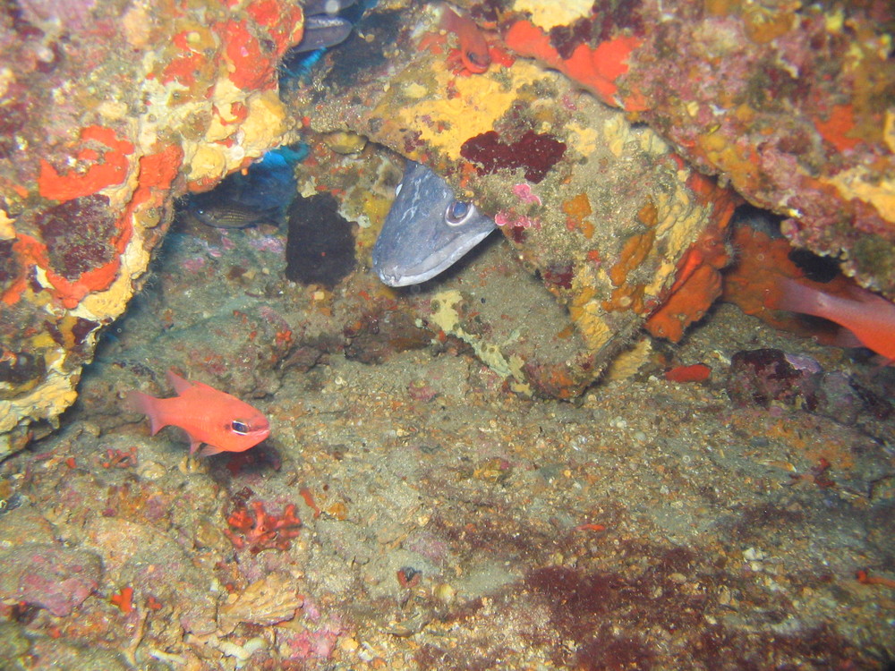 cavalaire sur mer