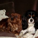 CAVALIER KING CHARLES