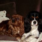 CAVALIER KING CHARLES