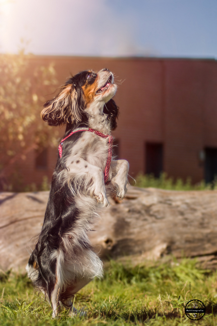 Cavalier King Charles