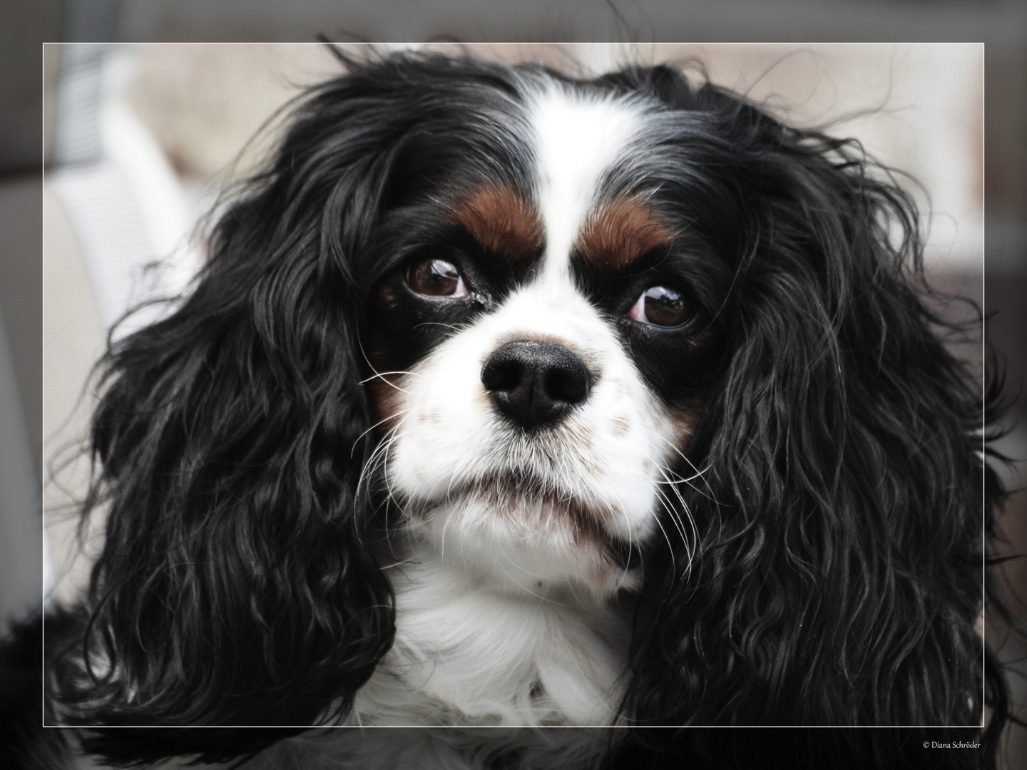 Cavalier King Charles