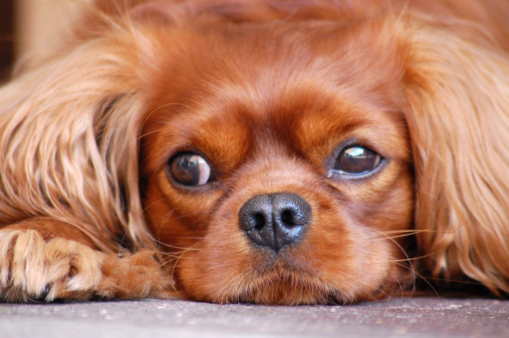 Cavalier King Charles