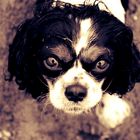 Cavalier King Charles