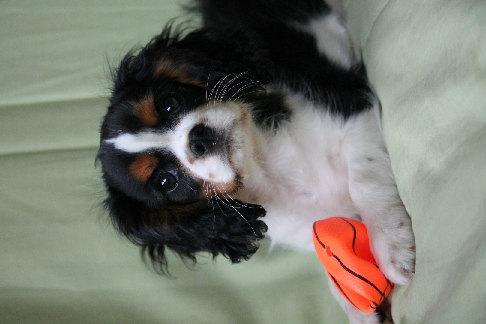 cavalier king charles