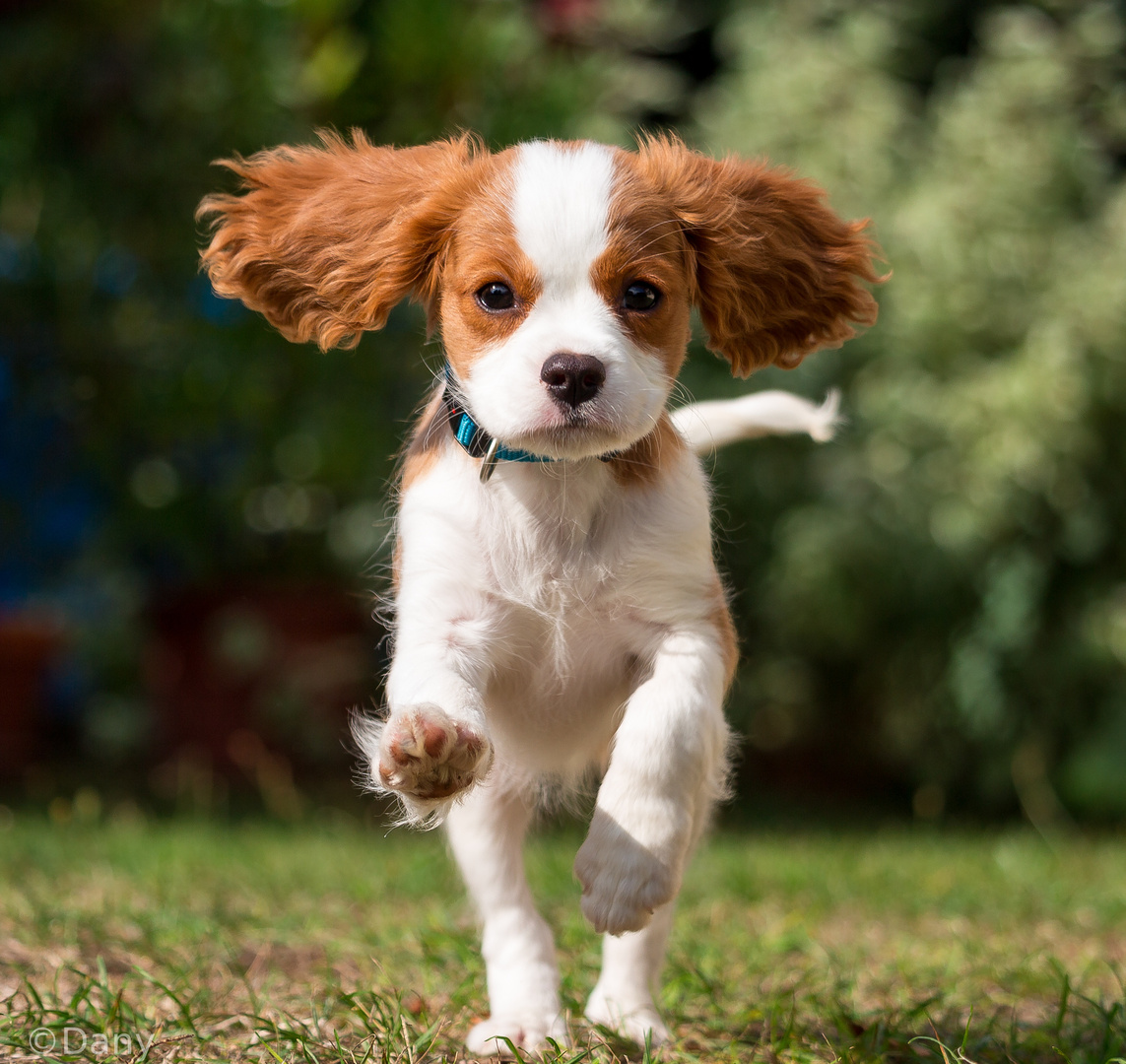 Cavalier King Charles "Scully"