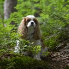 Cavalier King Charles Spaniel