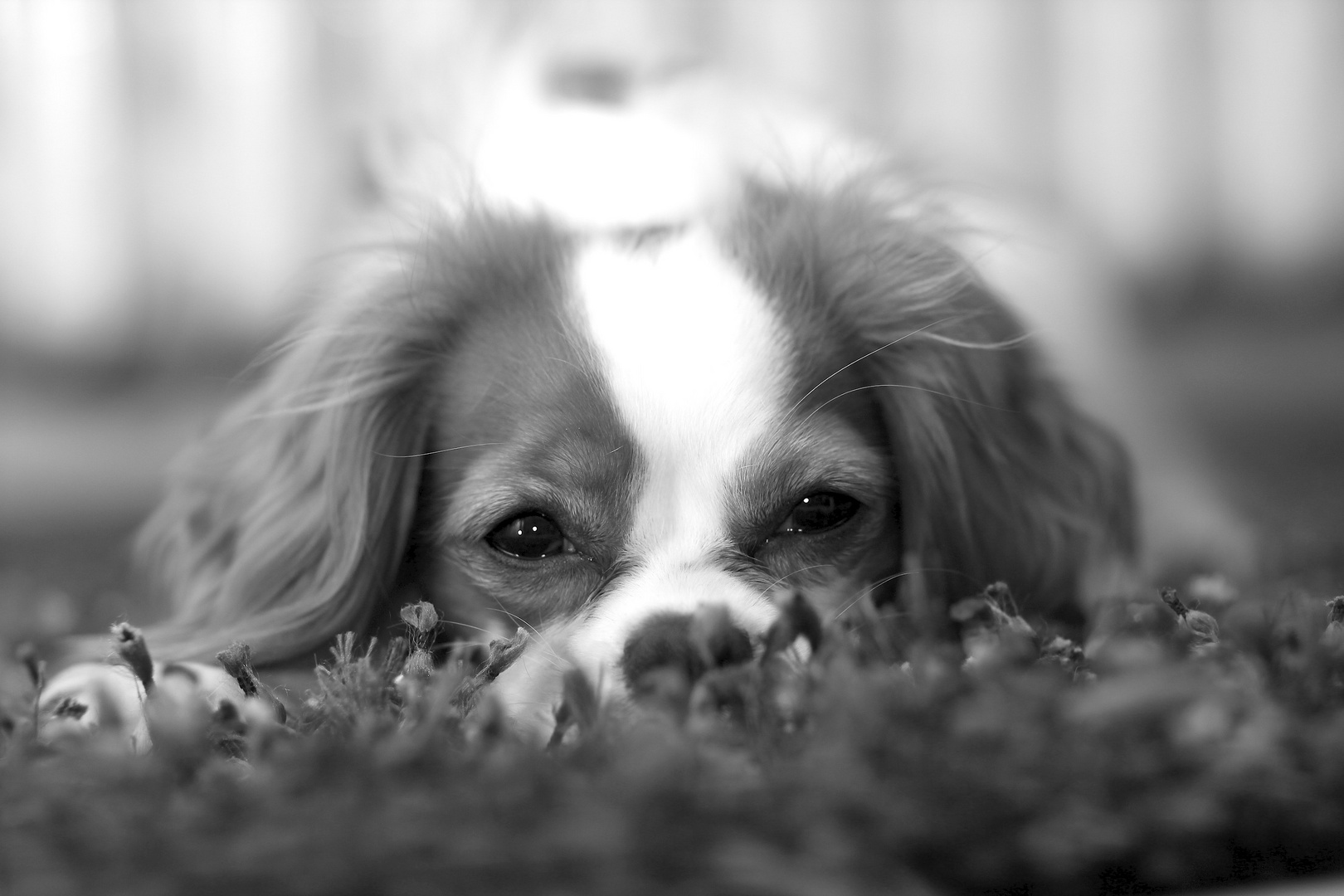 Cavalier King Charles Spaniel