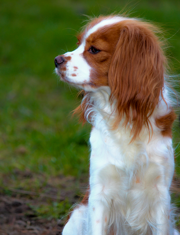 Cavalier King Charles Spaniel 2