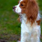 Cavalier King Charles Spaniel 2