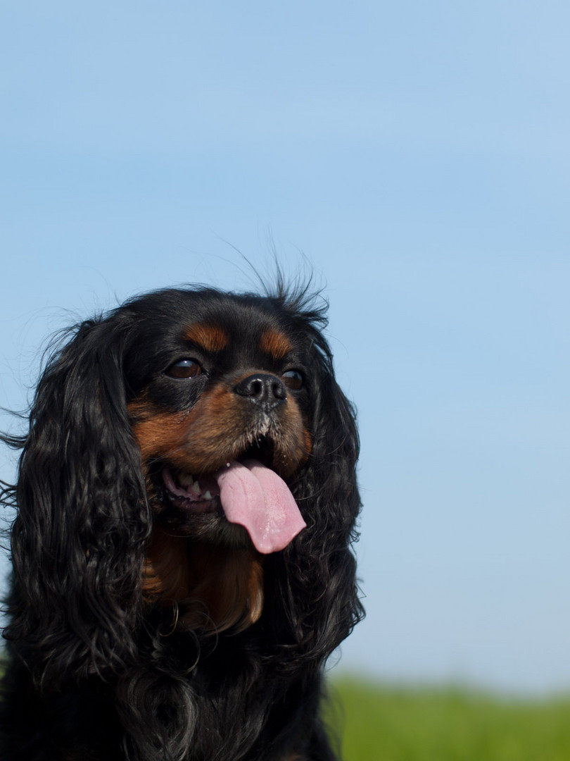 Cavalier King Charles Spaniel