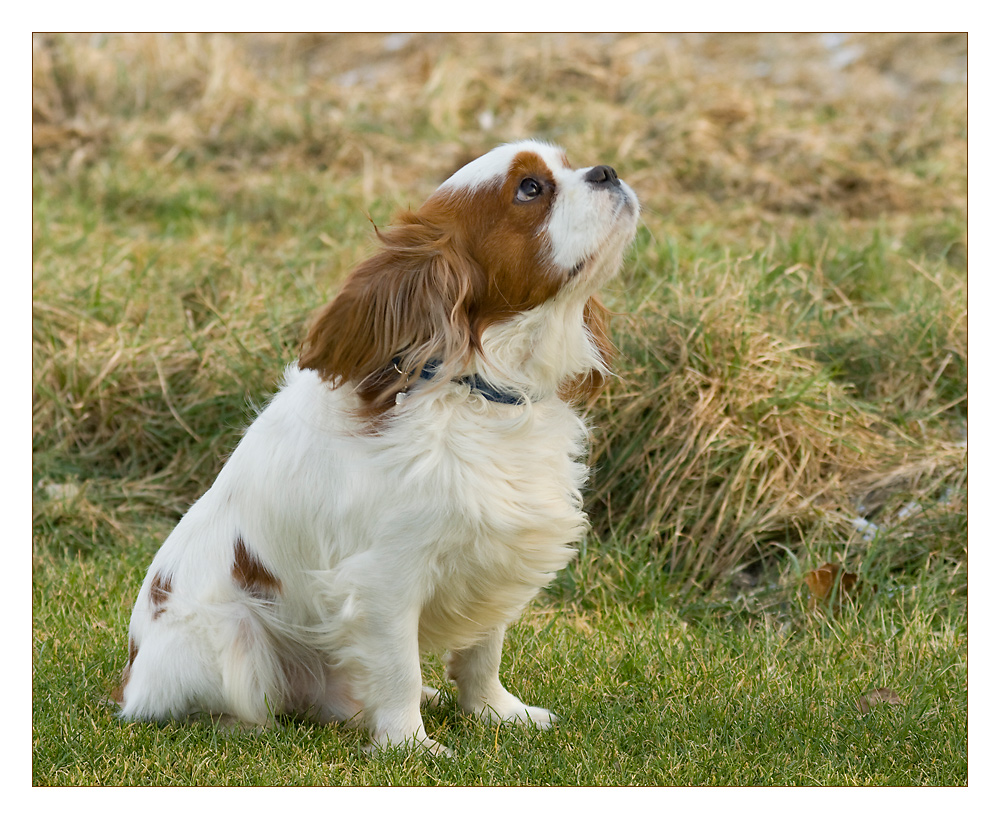 Cavalier King Charles Spaniel