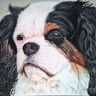 Cavalier-King-Charles-Spaniel