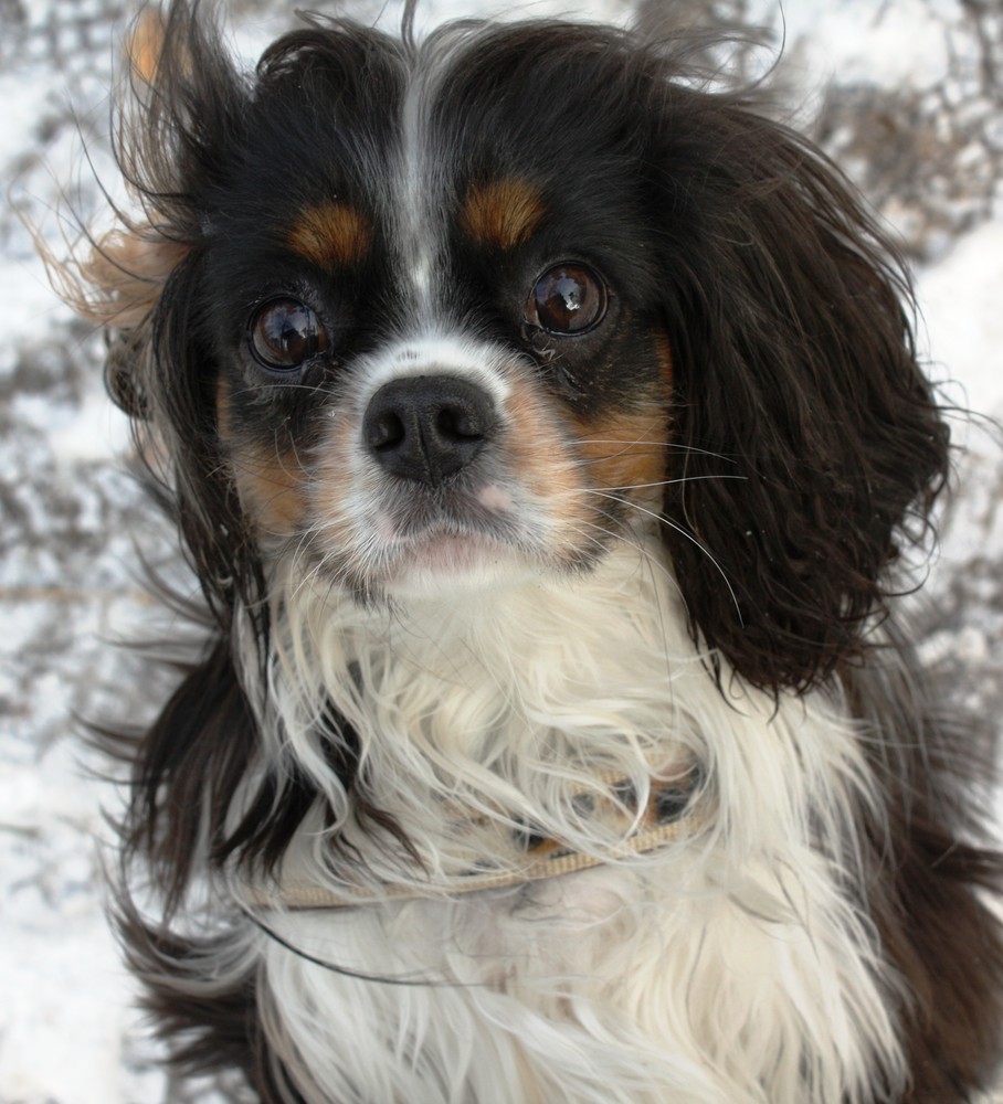 Cavalier King Charles Spaniel