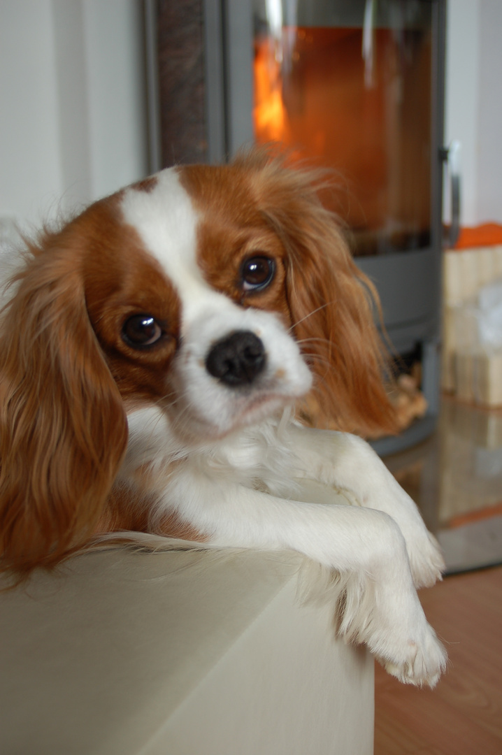 Cavalier King Charles Spaniel