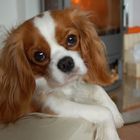 Cavalier King Charles Spaniel