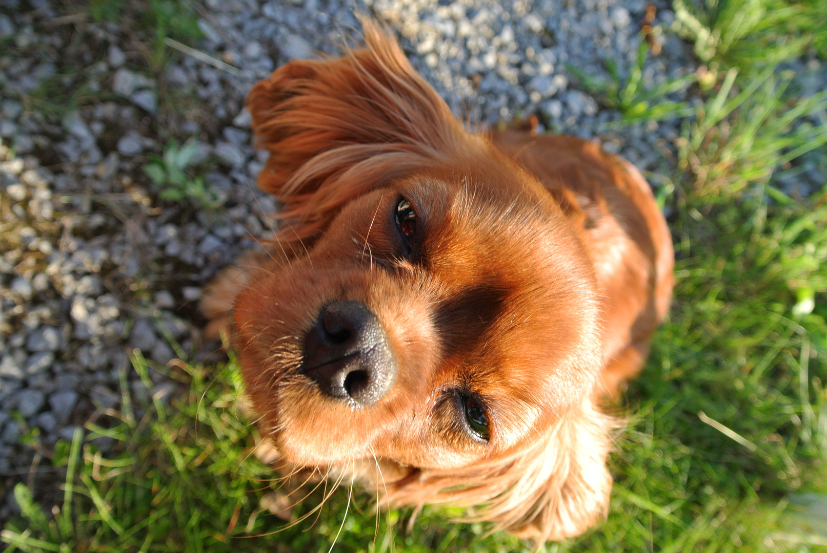 Cavalier King Charles Spaniel