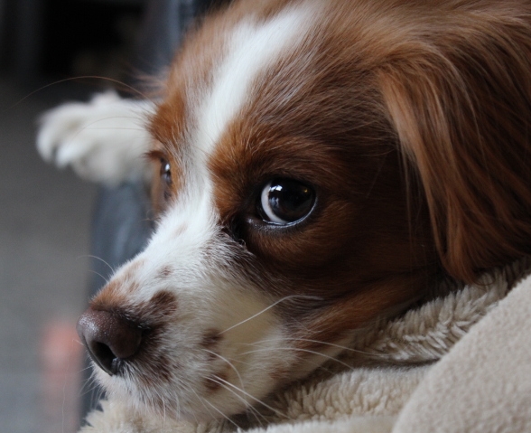 Cavalier King Charles Spaniel