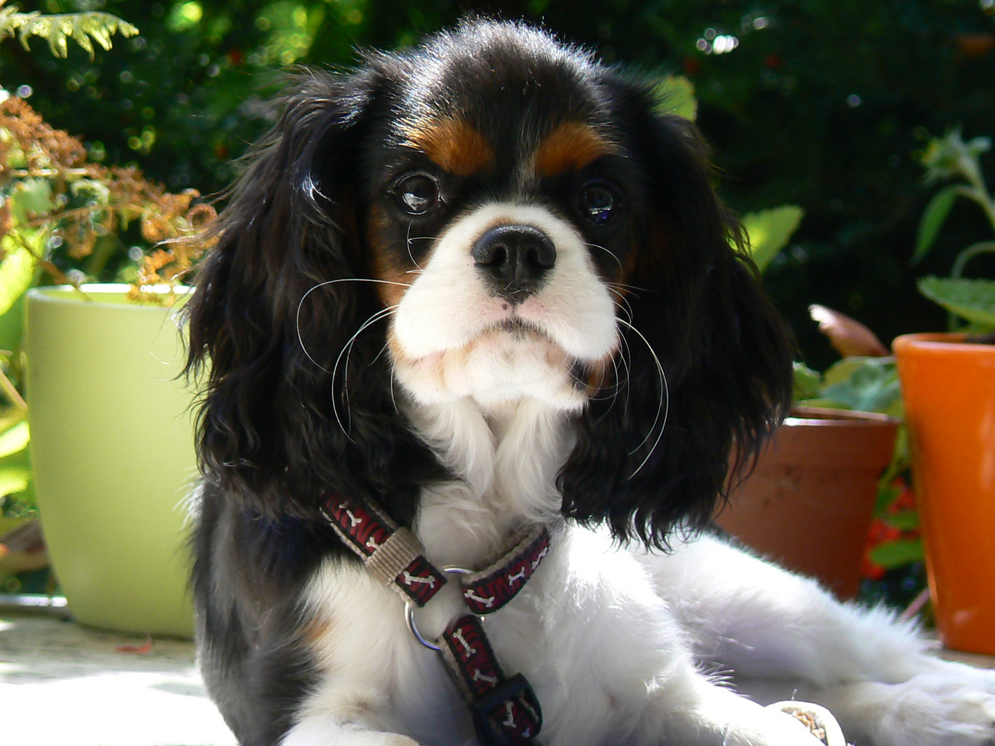 Cavalier King Charles Spaniel