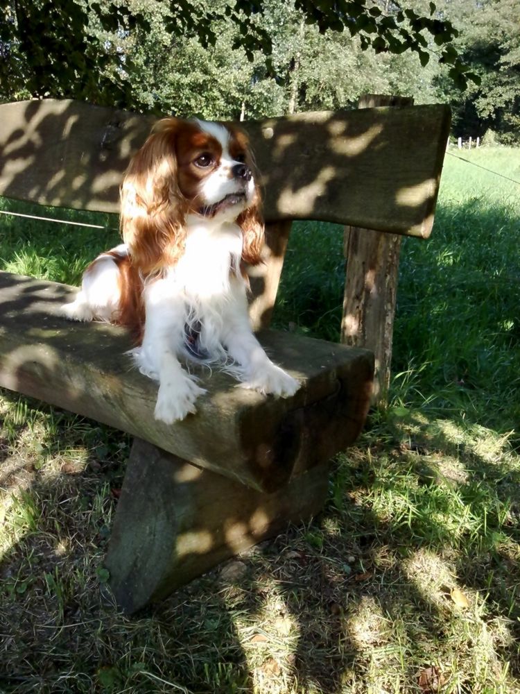 Cavalier-King-Charles Spaniel