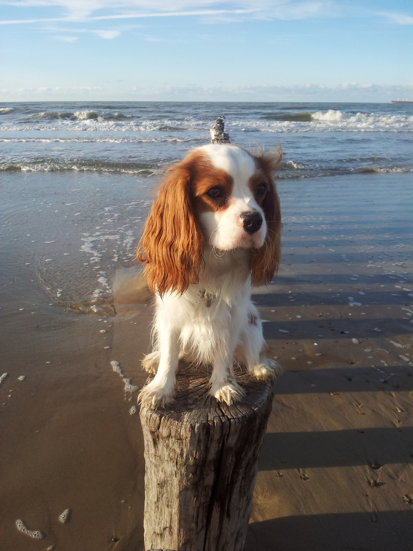 Cavalier King Charles Spaniel an der Nordsee