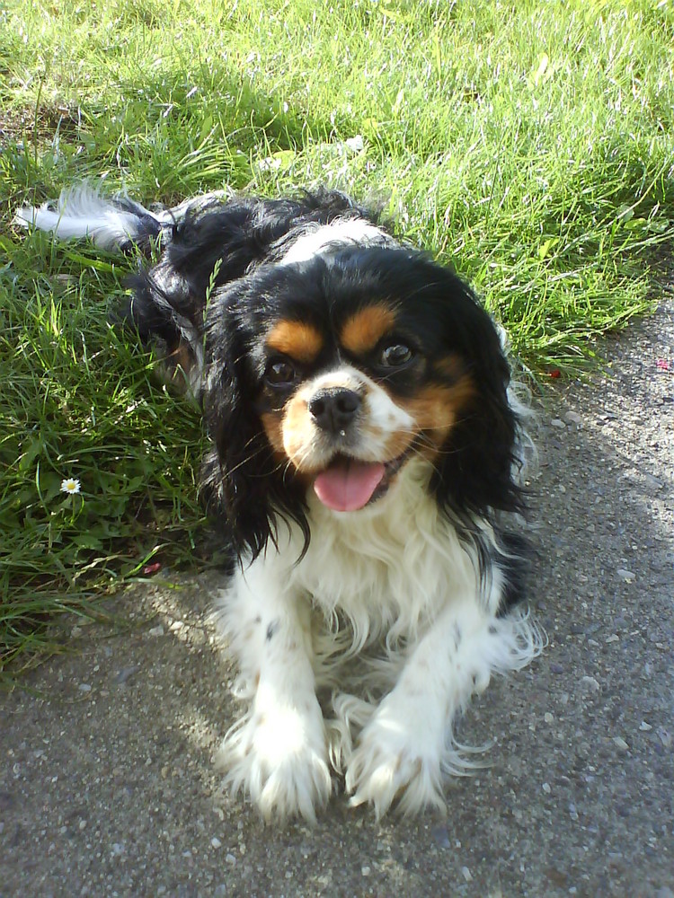 Cavalier King Charles Spaniel