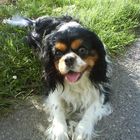 Cavalier King Charles Spaniel