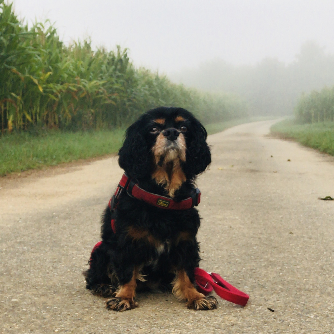 Cavalier King Charles Spaniel black and tan 