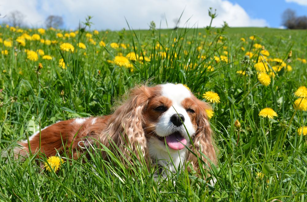 Cavalier King Charles Spaniel Foto & Bild | tiere, haustiere, hunde