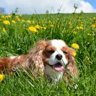 Cavalier King Charles Spaniel