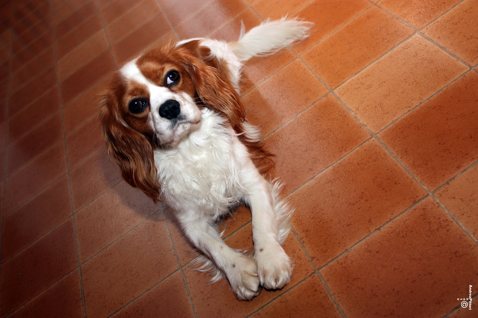 Cavalier King Charles Spaniel